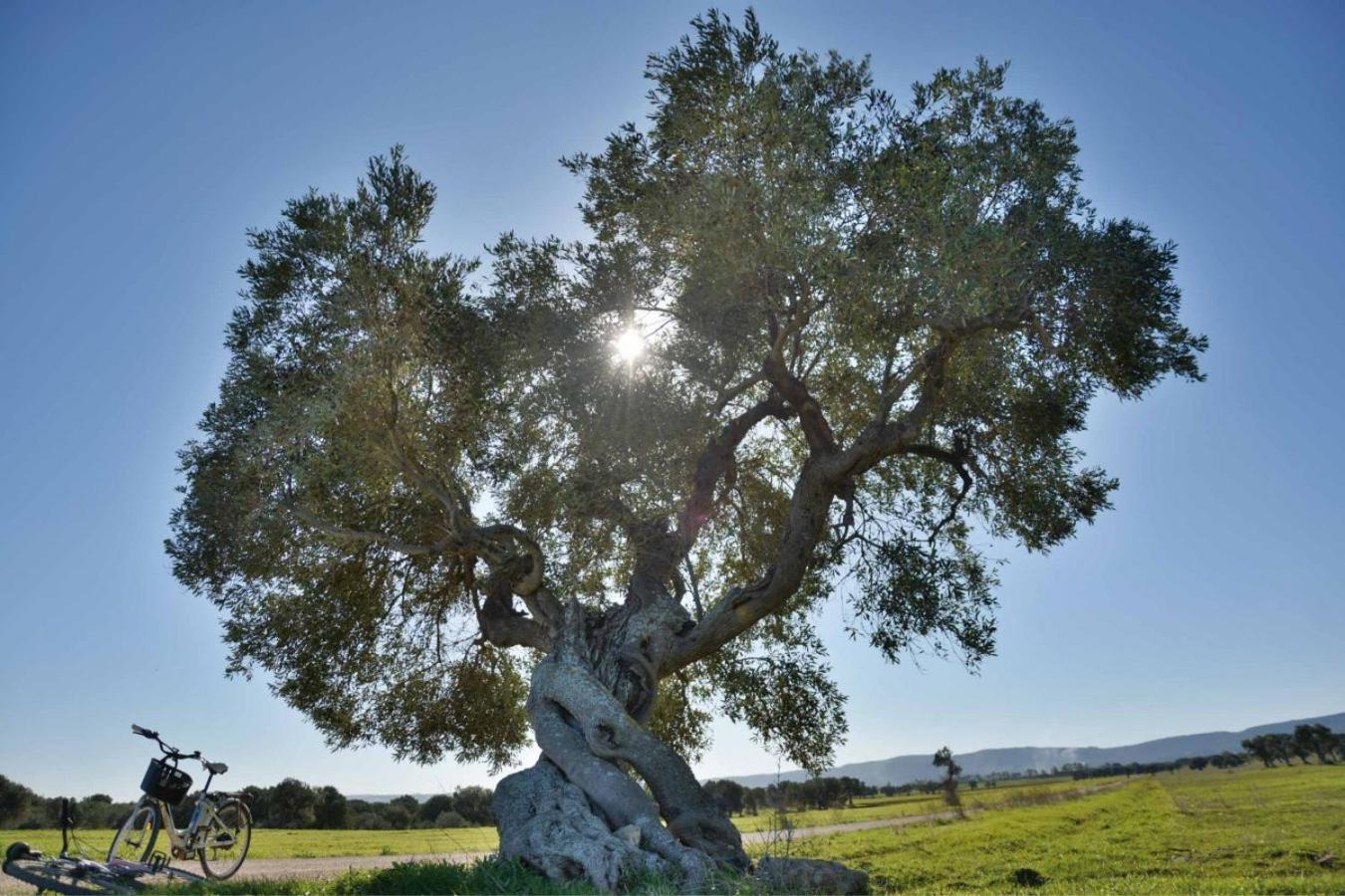 Masseria San Lorenzo Resort 파사노 외부 사진