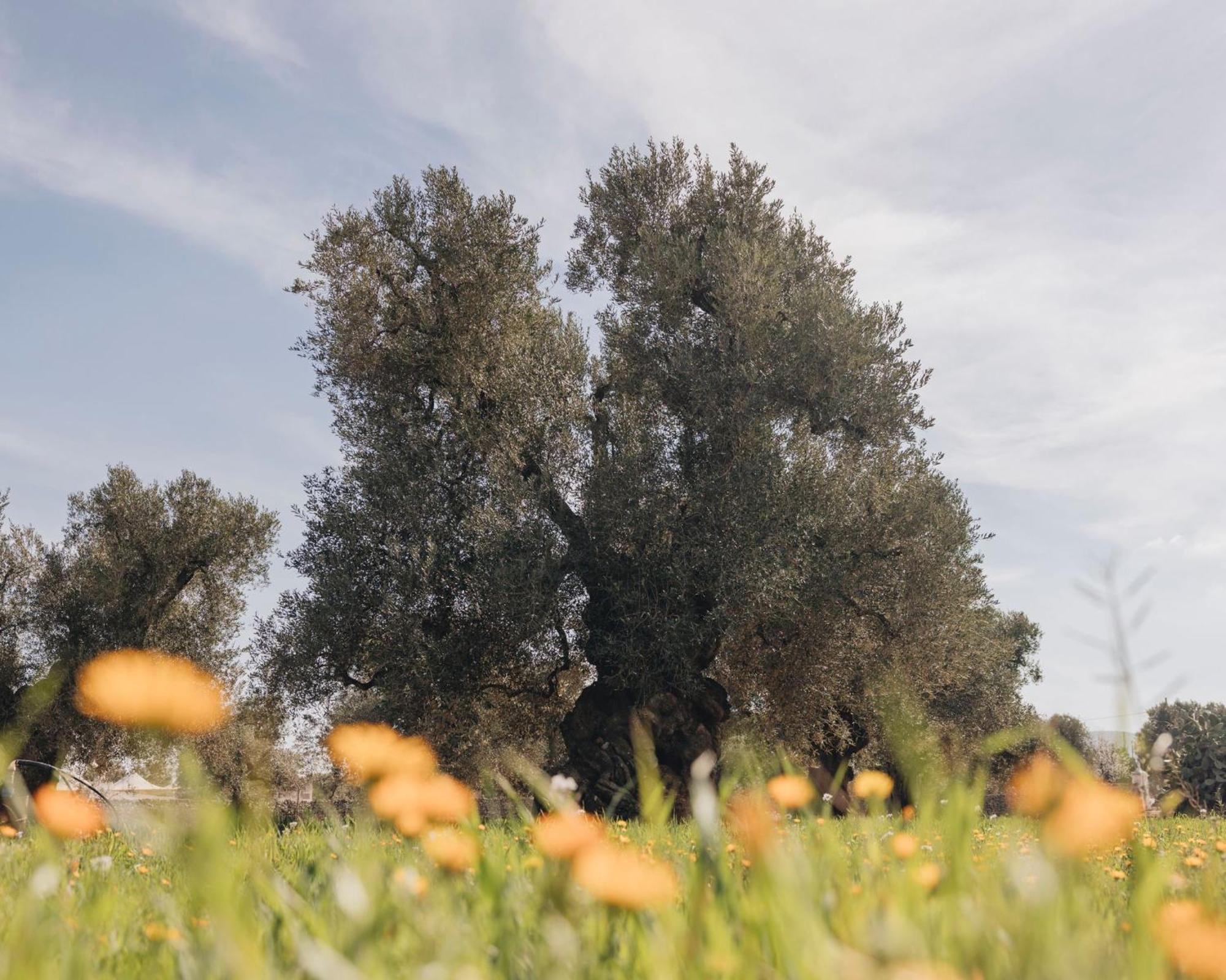Masseria San Lorenzo Resort 파사노 외부 사진