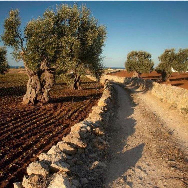 Masseria San Lorenzo Resort 파사노 외부 사진