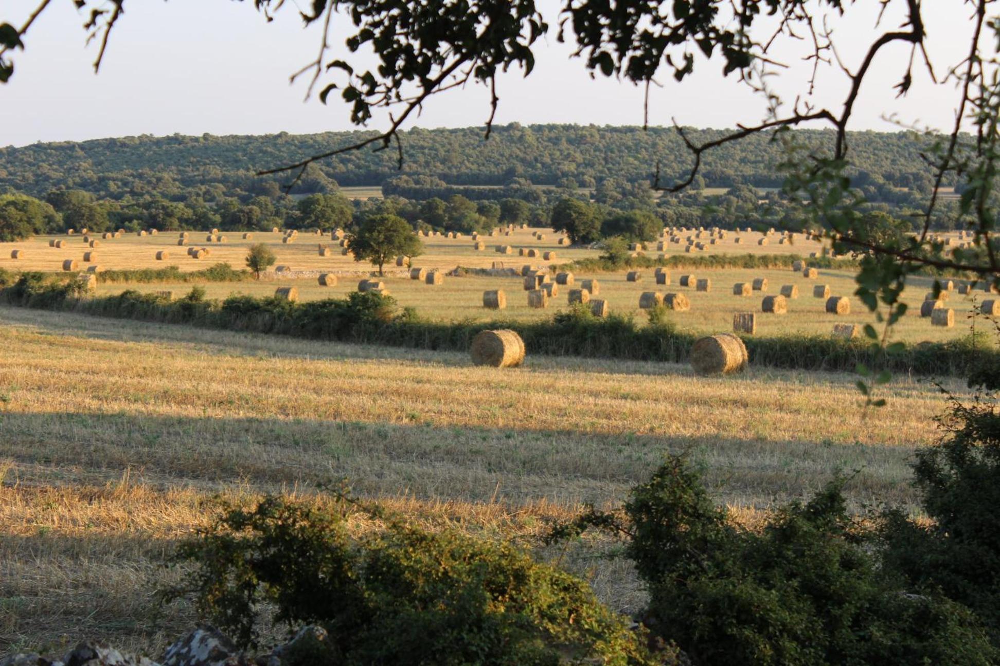 Masseria San Lorenzo Resort 파사노 외부 사진