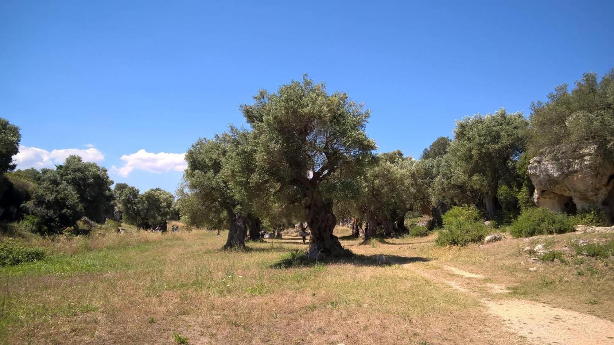 Masseria San Lorenzo Resort 파사노 외부 사진